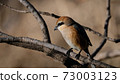 Bull-headed shrike in Japan winter 73003123