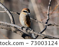 Bull-headed shrike in Japan winter 73003124