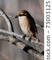 Bull-headed shrike in Japan winter 73003125