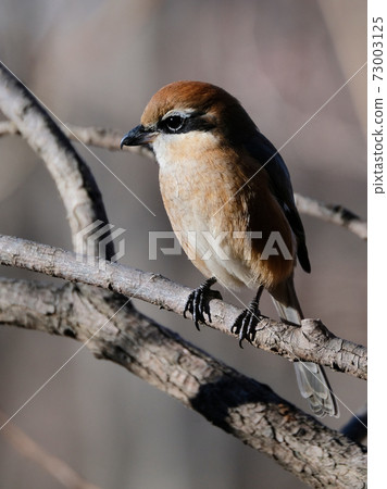 Bull-headed shrike in Japan winter Bull-headed shrike in Japan winter 73003125