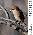 Bull-headed shrike in Japan winter 73003126