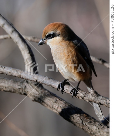 Bull-headed shrike in Japan winter Bull-headed shrike in Japan winter 73003126