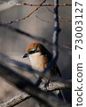 Bull-headed shrike among the branches in Japan winter 73003127
