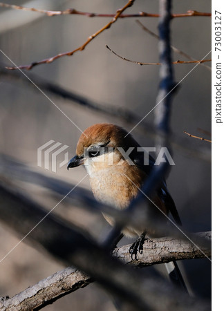 Bull-headed shrike among the branches in Japan winter Bull-headed shrike among the branches in Japan winter 73003127