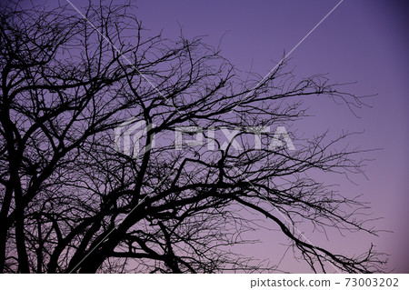 Tree silhouette 73003202