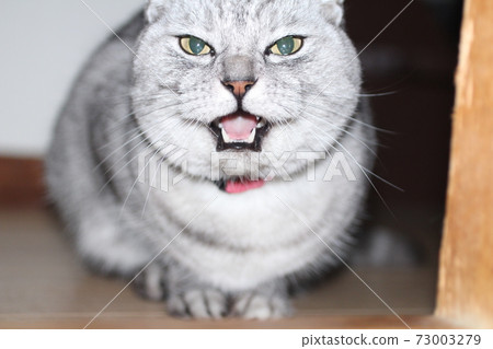 貓在房子裡張口時生氣 73003279