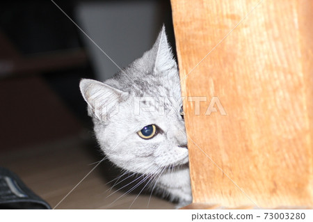 貓通過間隙瞄準獵物 73003280