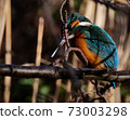 closeup of a beautiful kingfisher looking for prey on a branch in the Japan winter 73003298