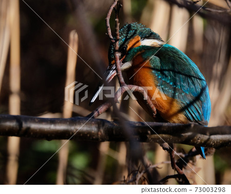 closeup of a beautiful kingfisher looking for prey on a branch in the Japan winter 73003298