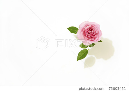 Rose Rose 73003431