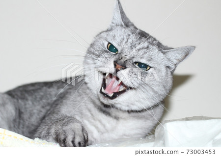Intimidating cat Intimidating cat 73003453