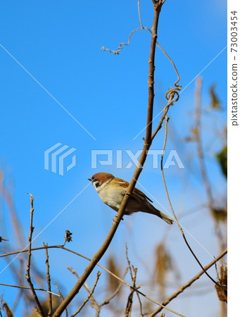 Sparrow that fits in a tree Sparrow that fits in a tree 73003454