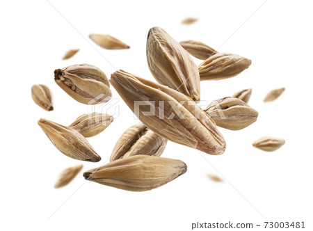 Barley malt grains levitate on a white background Barley malt grains levitate on a white background 73003481