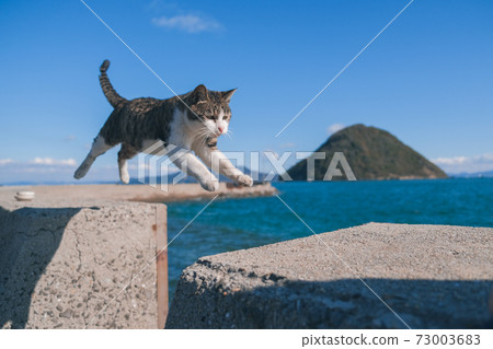 Sanagi Island's jumping stray cat 73003683
