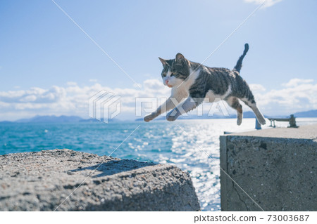 Sanagi Island's jumping stray cat 73003687