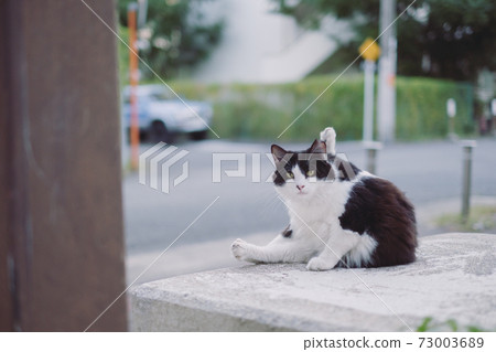 一隻流浪貓神秘地盯著我 73003689