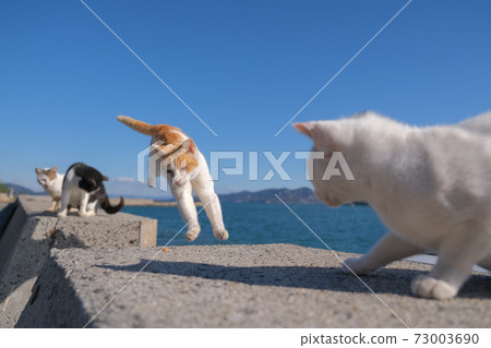 yan矢島的跳躍流浪貓 73003690