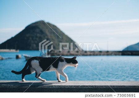 在Sa矢島上行走的流浪貓 73003691