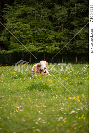 A brown white cow in a green meadow A brown white cow in a green meadow 73004152