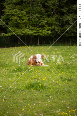 A brown white cow in a green meadow A brown white cow in a green meadow 73004153
