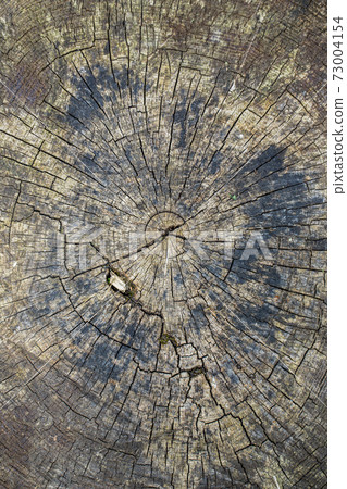 Close up of a wooden disc with annual rings Close up of a wooden disc with annual rings 73004154