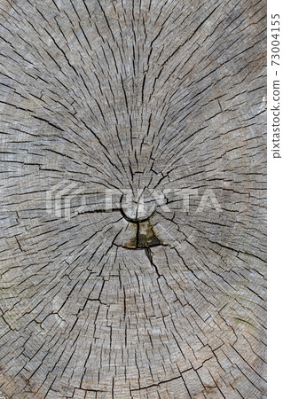 Close up of a wooden disc with annual rings Close up of a wooden disc with annual rings 73004155