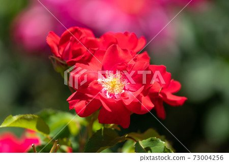 Red rose fashionista 73004256