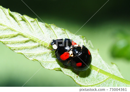 Namitentou（交配期間） 73004361