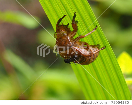 半殼和螞蟻 73004380