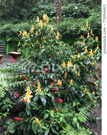 哥斯達黎加Monteverde熱帶雨林中的神秘植物 73004463