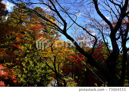 Autumn leaves of Morimachi Daitoin 73004531