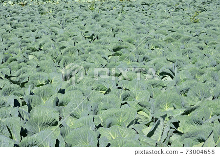 Cabbage field Cabbage field 73004658