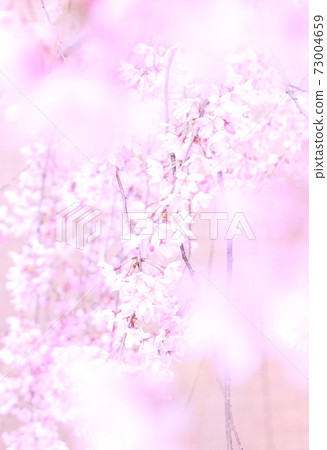 Sakura background material, abstract Sakura background material, abstract 73004659