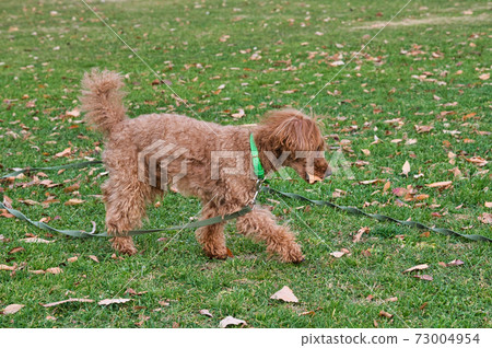 toy poodle walking