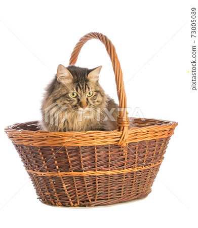 Big cat norvegian, feline with long hair 73005089