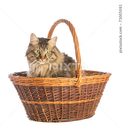 Big cat norvegian, feline with long hair 73005091