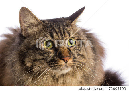 Big cat norvegian, feline with long hair Big cat norvegian, feline with long hair 73005103