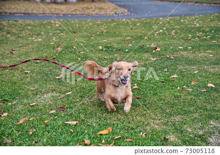 在秋天的公園的草地上奔跑的微型Daxfund 在秋天的公園的草地上奔跑的微型Daxfund 73005118