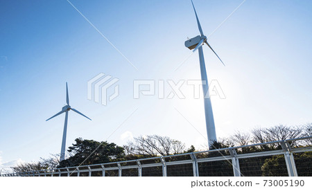 湘南三浦半島神奈川縣三浦市的特產蘿蔔田和白菜田的冬天 73005190