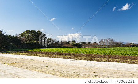 Winter of radish fields and cabbage fields, which are special products and specialties of Miura City, Kanagawa Prefecture, on the Shonan Miura Peninsula 73005231