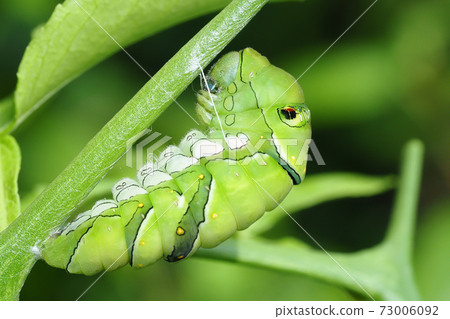 Namiageha（Ageha）前蛹 73006092