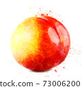 Ripe peach watercolor 73006200