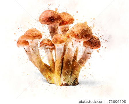 Armillaria mellea - Honey gel Hallimasch mushroom illustration 73006208