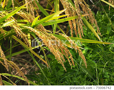 Agricultural image (rice farming) Agricultural image (rice farming) 73006742