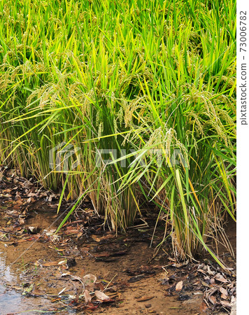 Agricultural image (rice farming) Agricultural image (rice farming) 73006782