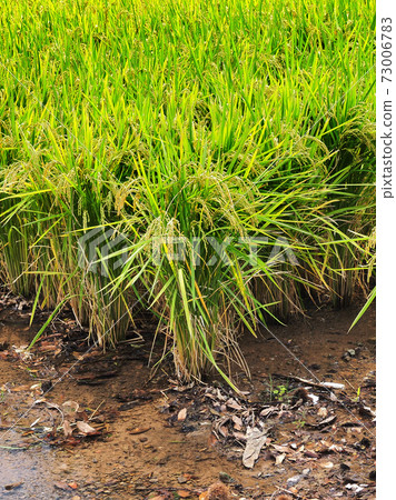 Agricultural image (rice farming) Agricultural image (rice farming) 73006783