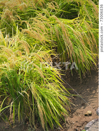 Agricultural image (rice farming) 73006836