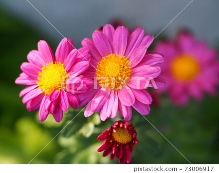 赤ah薩瑪諾吉庫 73006917