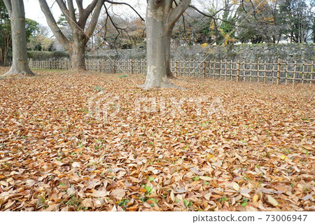 落葉 落葉 73006947