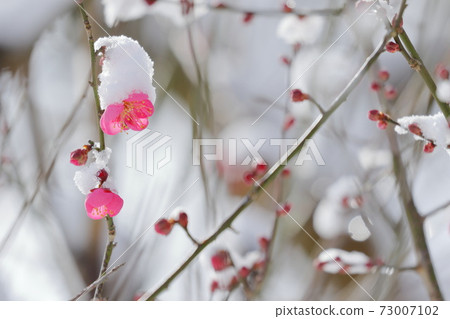 梅花在雪帽 梅花在雪帽 73007102